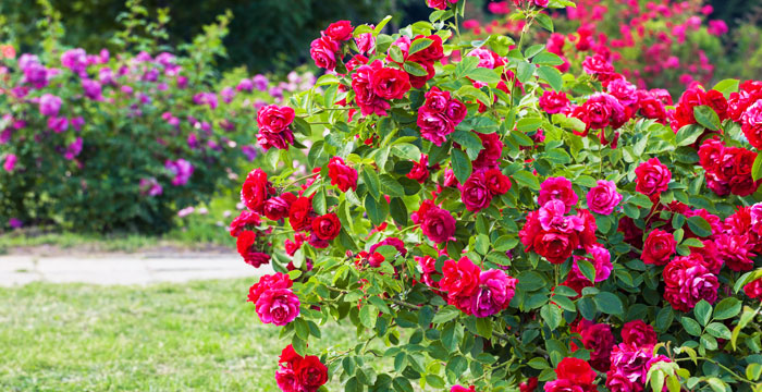Rose Garden